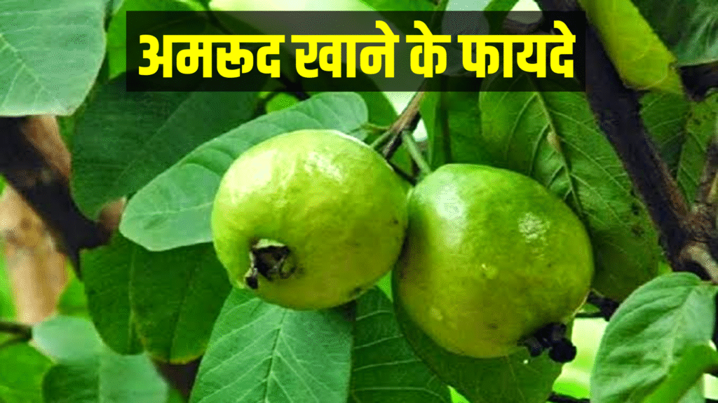 Benefits of Guava: अमरूद खाने के हैं 9 गजब के फायदे, जानेंगे तो रोज खाएगे