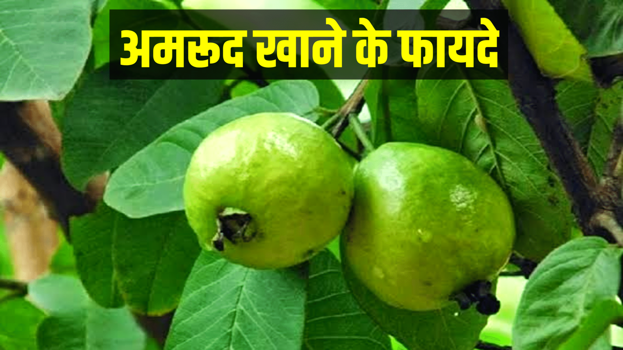 Benefits of Guava: अमरूद खाने के हैं 9 गजब के फायदे, जानेंगे तो रोज खाएगे