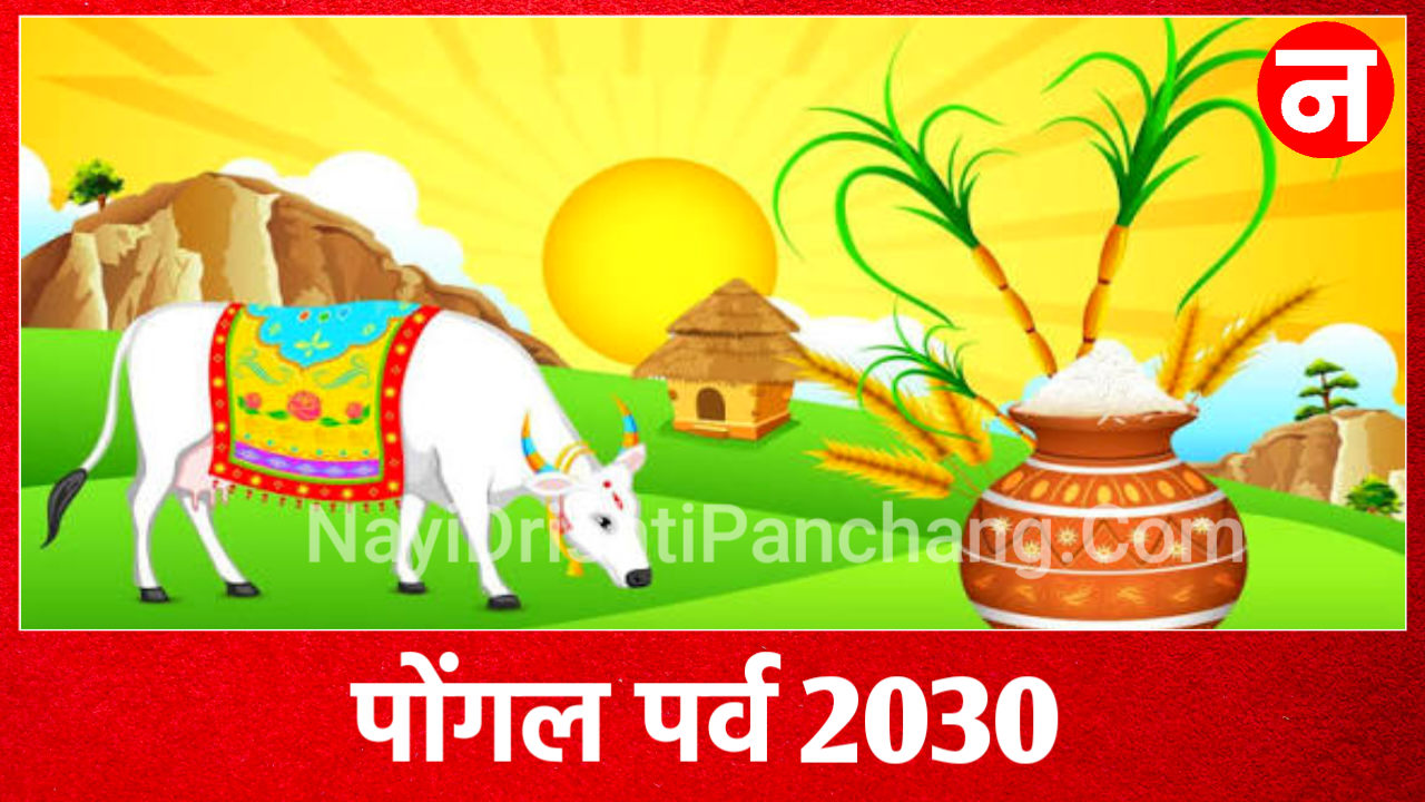 Pongal 2030: पोंगल कब है, और क्यो मनाया जाता है? Pongal 2030 date Tamil Nadu Pongal 2030